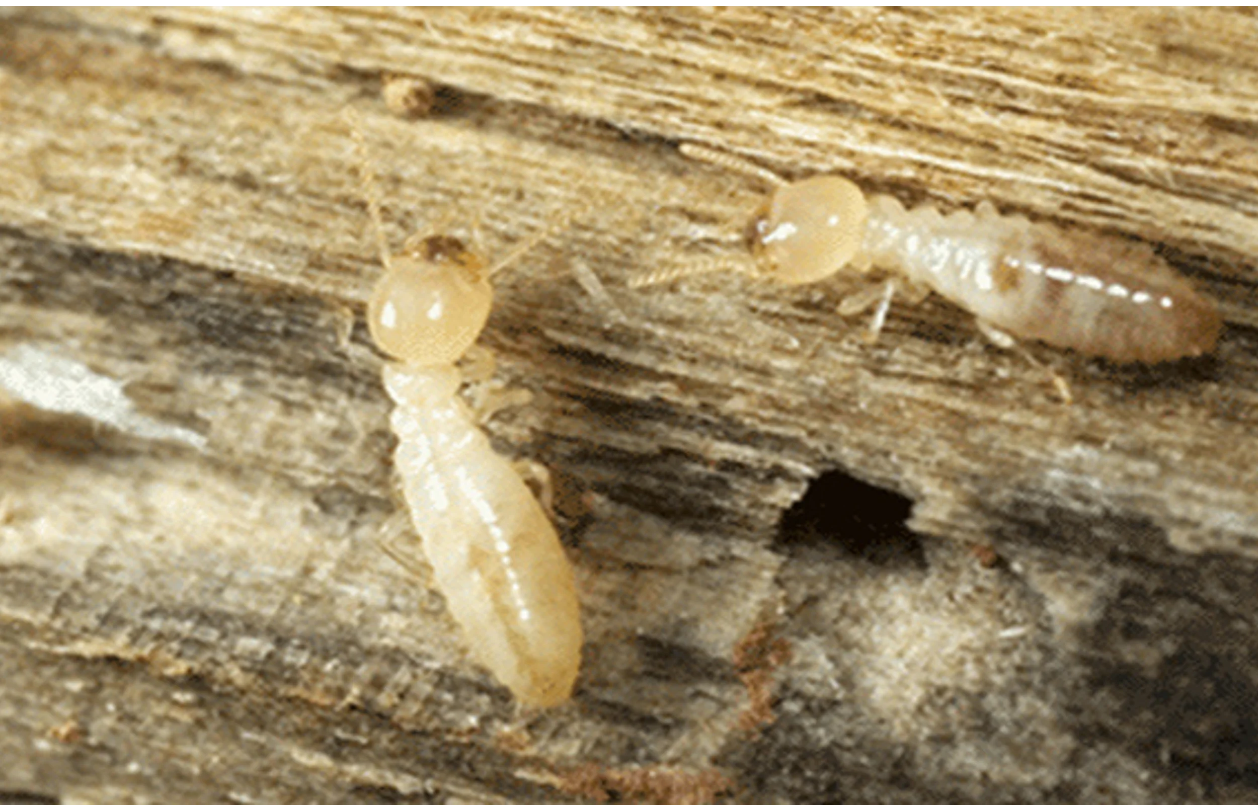 Do Termite Baiting Stations Really Work? - Pest Control Services Malaysia